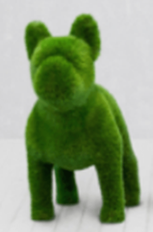 BACHO FRENCH BULLDOG / STRAIGHT HEAD / 43 x 47 x 20 - Kolo Collection